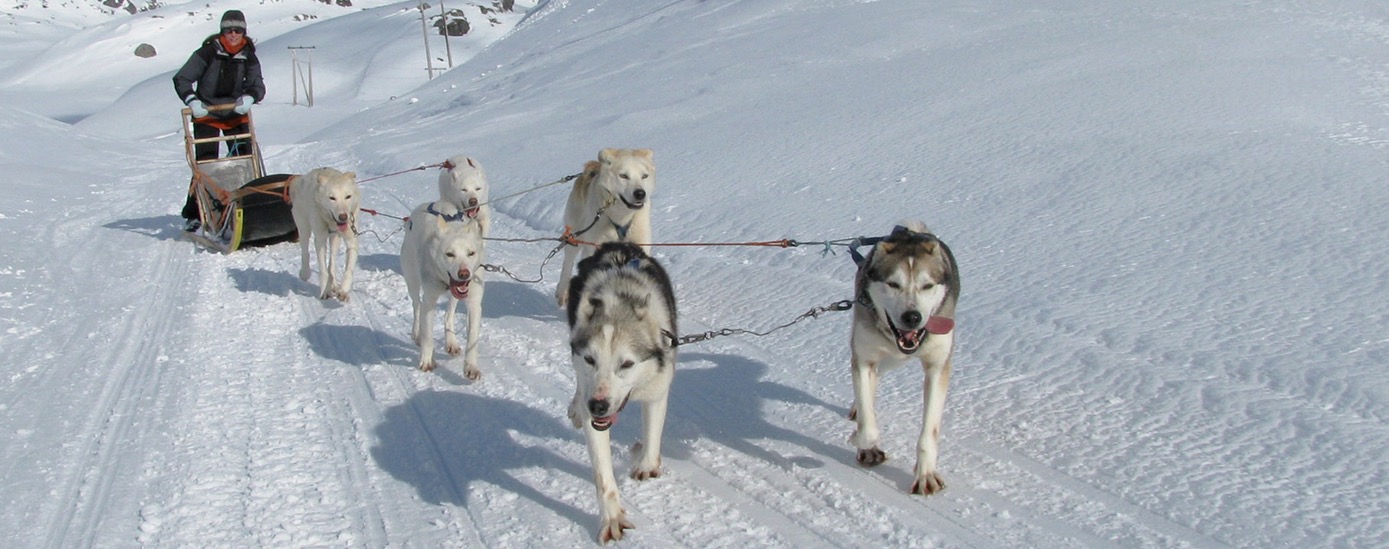 Chiens de traineaux